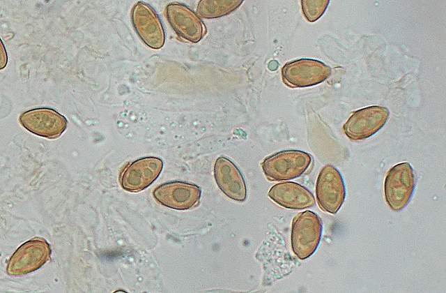 Galerina spec.  Cod.: 1915-07